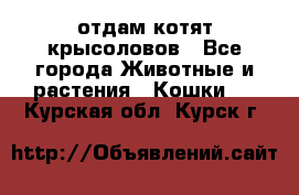 отдам котят крысоловов - Все города Животные и растения » Кошки   . Курская обл.,Курск г.